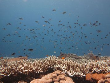 diving menjangan coral