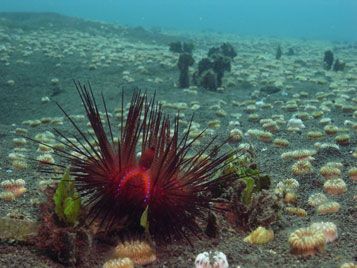diving menjangan urchin
